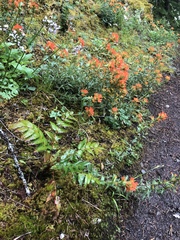 Castilleja hispida hispida