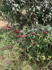 Prunus