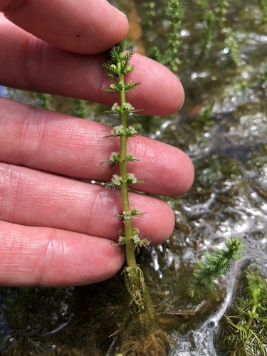 whorled water-milfoil