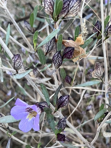 Petalidium oblongifolium