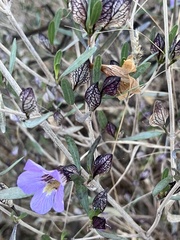 Petalidium oblongifolium