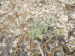 Lomatium nevadense parishii