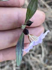 Petalidium oblongifolium, photograph author not stated, no rights reserved