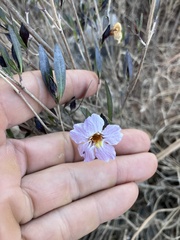 Petalidium oblongifolium, photograph author not stated, no rights reserved