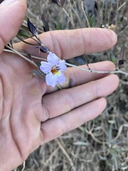 Petalidium oblongifolium, photograph author not stated, no rights reserved