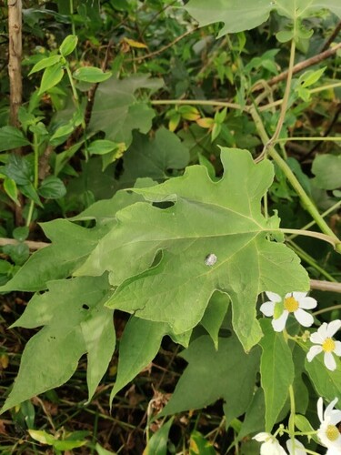 Montanoa hibiscifolia