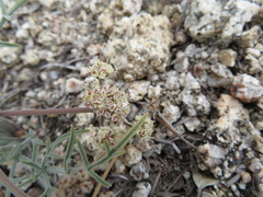 Lomatium nevadense parishii