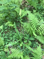 Melanthieae