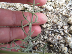 Lomatium nevadense parishii
