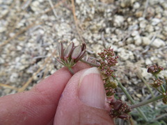 Lomatium nevadense parishii