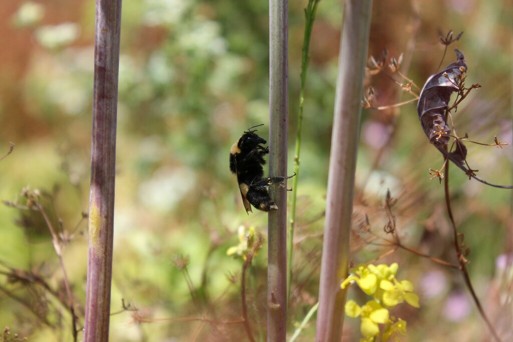Crotch's Bumble Bee