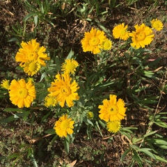 Hymenoxys integrifolia