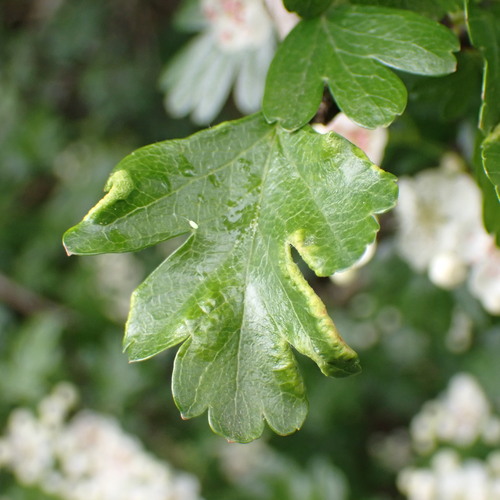 Phyllocoptes goniothorax