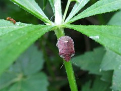 Dyroderes umbraculatus