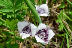 Calochortus elegans