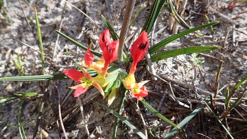 Image of Babiana ringens by (c) Eugene Hahndiek, some rights reserved (CC BY-SA)