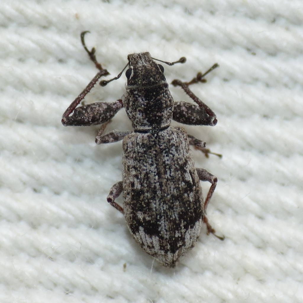 Pandeleteius rotundicollis