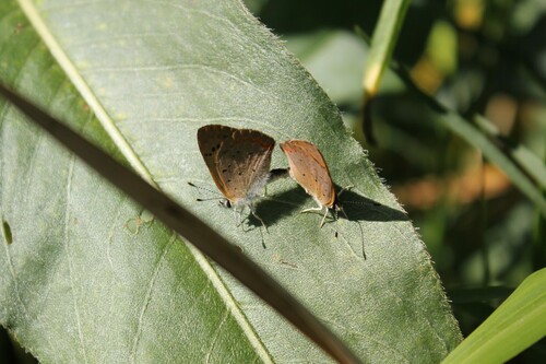 Purplish Copper photo 5