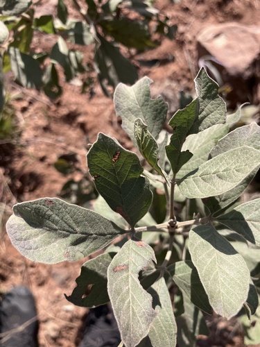 Kei Finger-Leaf (Vitex obovata)
