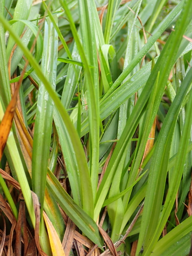 Image of Carex binervis by (c) Zeke Marshall, some rights reserved (CC BY)