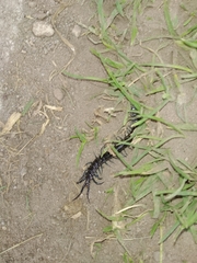 Otostigmus silvestrii
