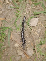Otostigmus silvestrii