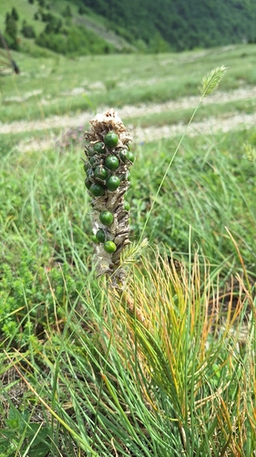Image of Asphodeline taurica by (c) Violetta Dzizyurova, some rights reserved (CC BY)