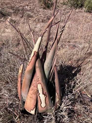 Dr Pienaar's Aloe (Aloe pienaarii)