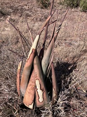 Aloe pienaarii