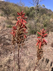 author not stated, no rights reserved Aloe pienaarii, photograph author not stated, no rights reserved