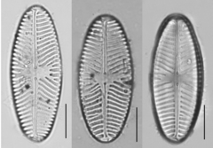 Navicula reinhardtii