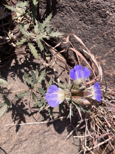 Rough Lashes (Blepharis aspera)