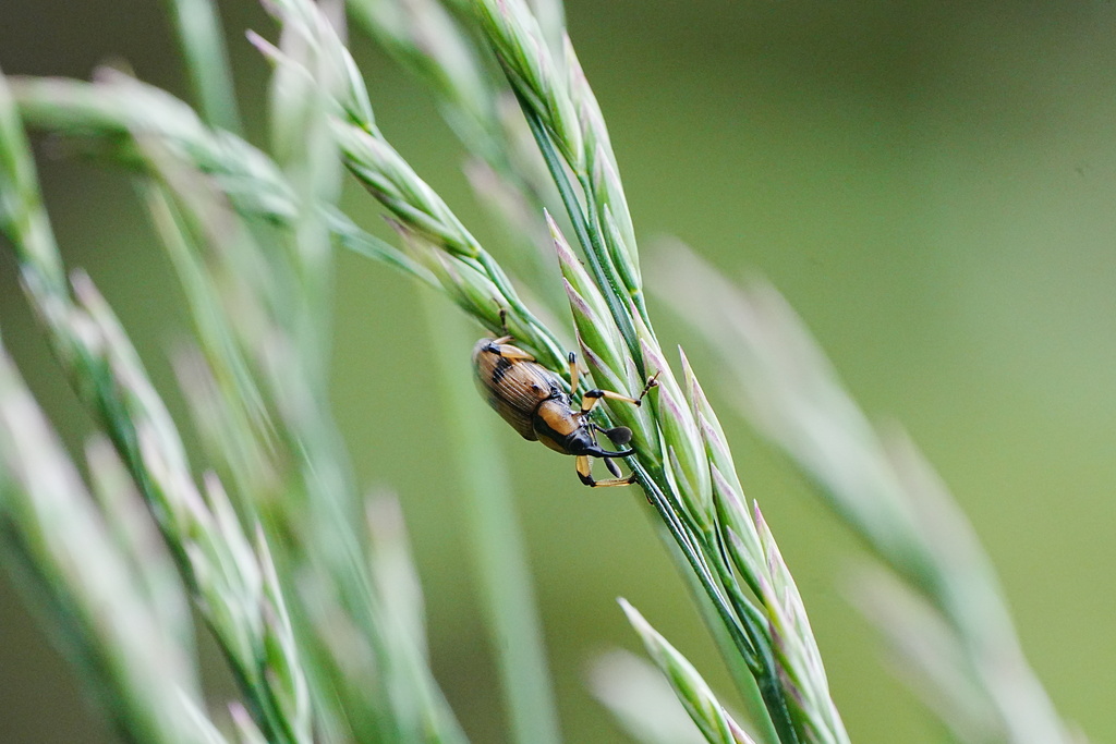 Adapanetus sericoclava