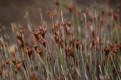 Staberoha distachyos