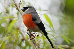 Grey-Headed Bullfinch photo 2