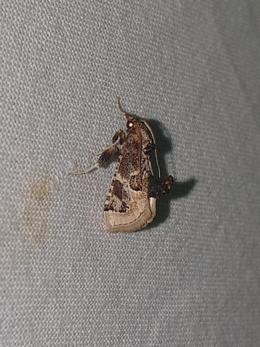 Loryma egregialis