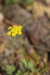 Cymopterus lemmonii