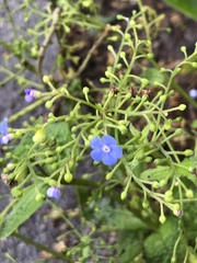 Brunnera macrophylla
