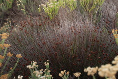 Staberoha distachyos