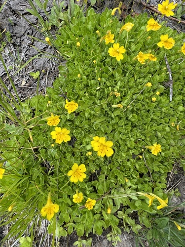 Primrose monkeyflower (Erythranthe primuloides)