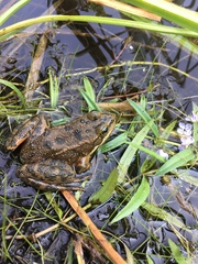 Rana pretiosa
