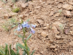 Mertensia lanceolata