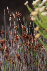 Staberoha distachyos