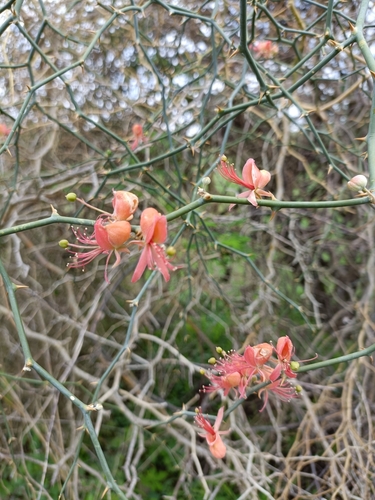 C. aphylla (Capparis decidua)