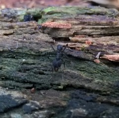 Acromyrmex