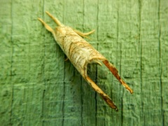 Drepana bilineata