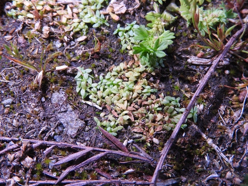 Callitriche terrestris iNat (2)