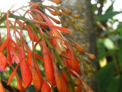 Epidendrum spathatum