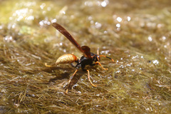 Polistes comanchus comanchus