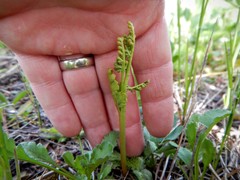 Botrychium matricariifolium